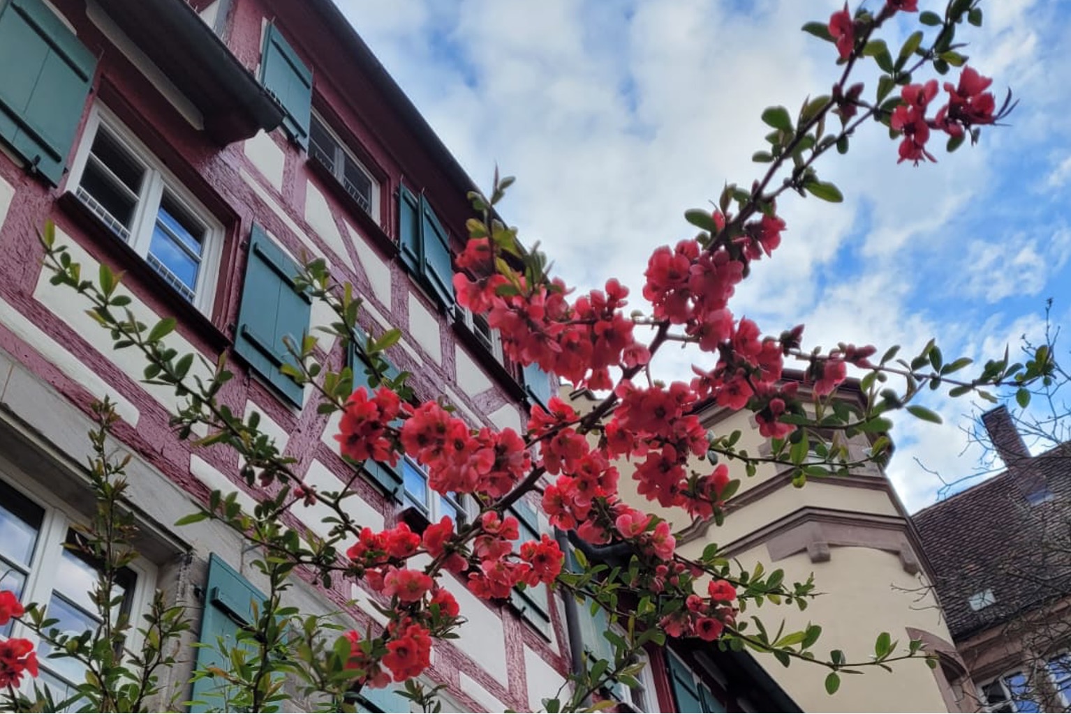 Start blumen3zu2